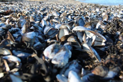 Nimbus Öckerö Vandrarhem