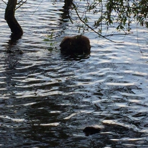 Rålambshovsbadet