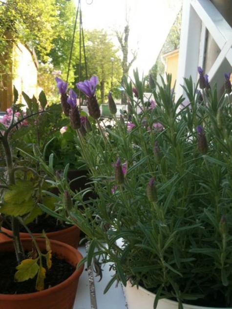 Ankargården i Öregrund