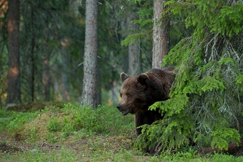 Svenska Jägareförbundet