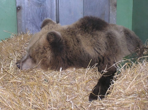 Skansen