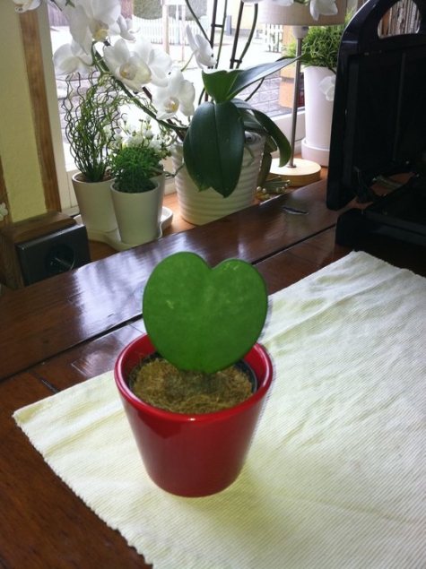 Bosses Gästvåningar och Vandrarhem i Malmö