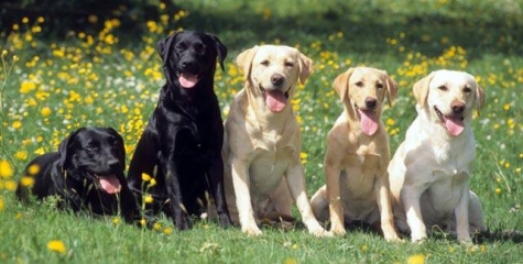 Gimo IF:s Vandrarhem