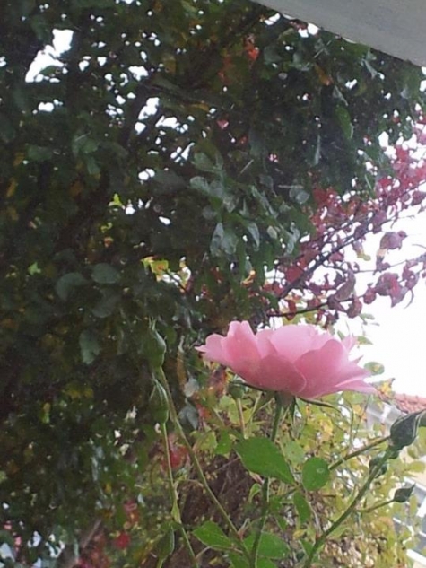 5:ans Bed & Breakfast