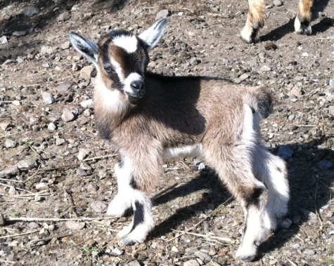 Larsagården Bed and Breakfast