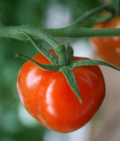 Hornuddens trädgård