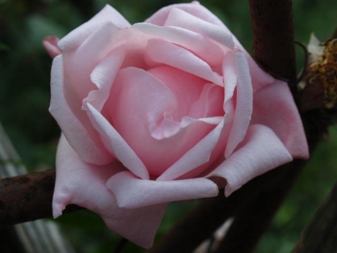 In My Garden B&B