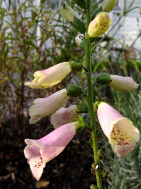 In My Garden B&B