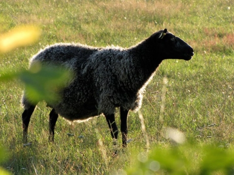 STF Köpingsvik, Solberga Gård Vandrarhem och Gårdsbutik