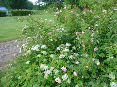 Björka Storgård B&B