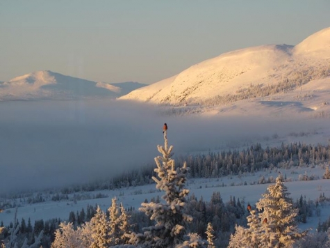 Buustamons Fjällgård