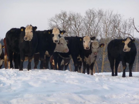 Grön Ko Bistro Deli och Café