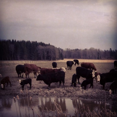 Grön Ko Bistro Deli och Café
