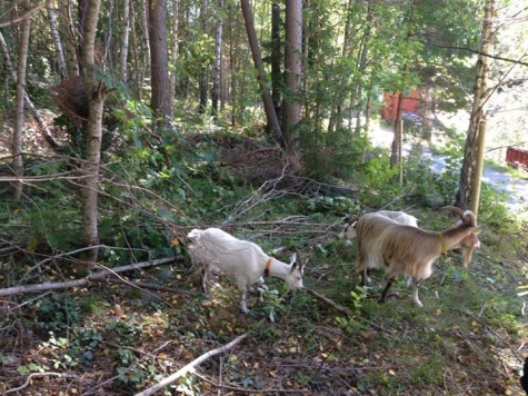 Granparkens Gård och Kafé