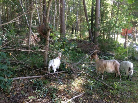 Granparkens Gård och Kafé