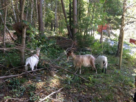 Granparkens Gård och Kafé