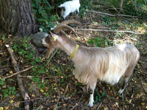 Granparkens Gård och Kafé