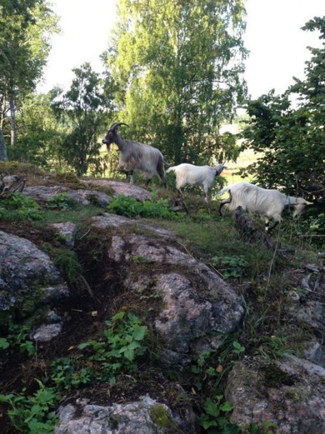 Granparkens Gård och Kafé