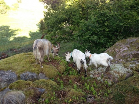 Granparkens Gård och Kafé