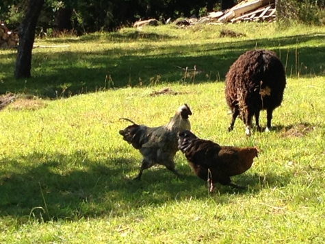 Granparkens Gård och Kafé