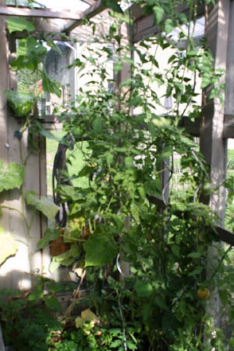 Cafe, Restaurant Vitakrala