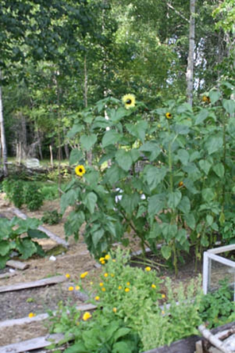 Cafe, Restaurant Vitakrala