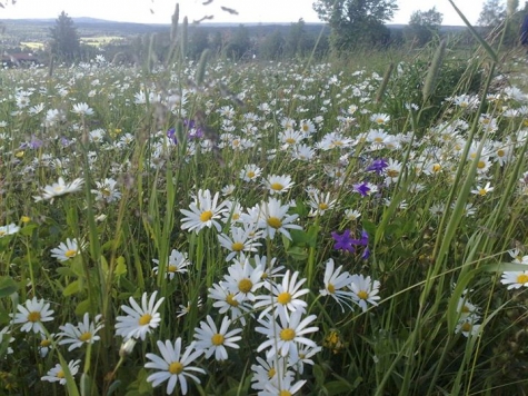 Rosings Vandrarhem