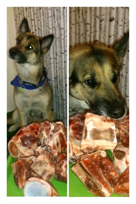 Skallet - Umeås Hundcafé