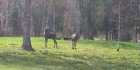 Johannisholm Adventure