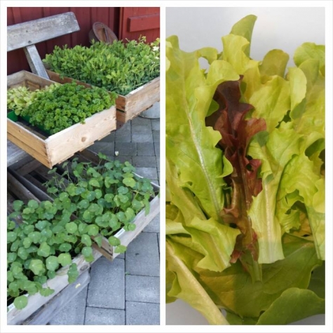 Gårdsbageriet i Idala