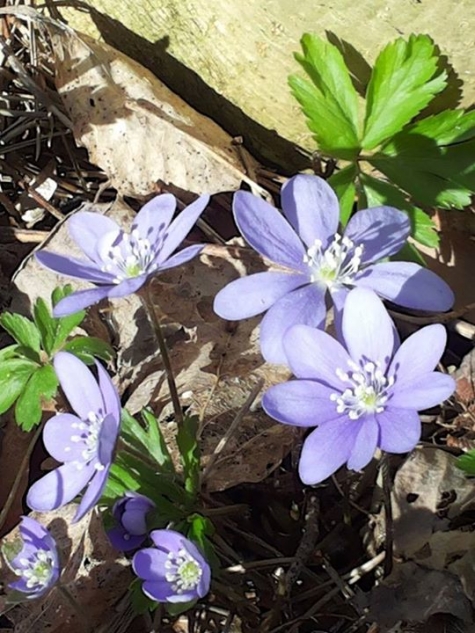 Gårdsbageriet i Idala