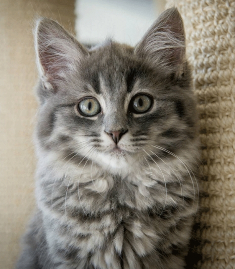 Kattstallet Cirrus kafé