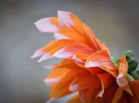 Berggrenska Gården Café