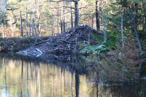 STF Wauglen, Kynnefjäll Vandrarhem, Wauglen Vildmark