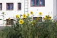Vindarnas Hus