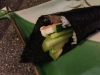 Umi Sushibar Göteborg