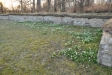 Även i f.d. långhuset blommar klosterliljorna
