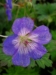 In My Garden B&B