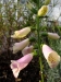 In My Garden B&B
