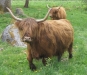 Highland cattle betar i hagarna