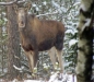 STF Wauglen, Kynnefjäll Vandrarhem, Wauglen Vildmark