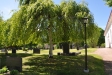 Vackra hängbjörkar på kyrkogården