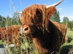 Bild från Highland Cattle Farm